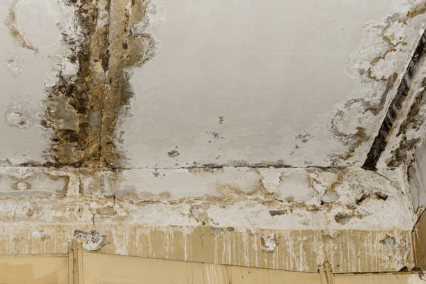 Best Basement Mold Removal  in USA